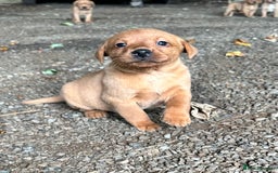 Labrador Retriever dogs for sale: Stunning Fox red labradors - Image 2