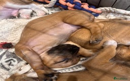 Mixed Breed dogs for sale: Cavapoo x Italian greyhound puppies  - Image 11