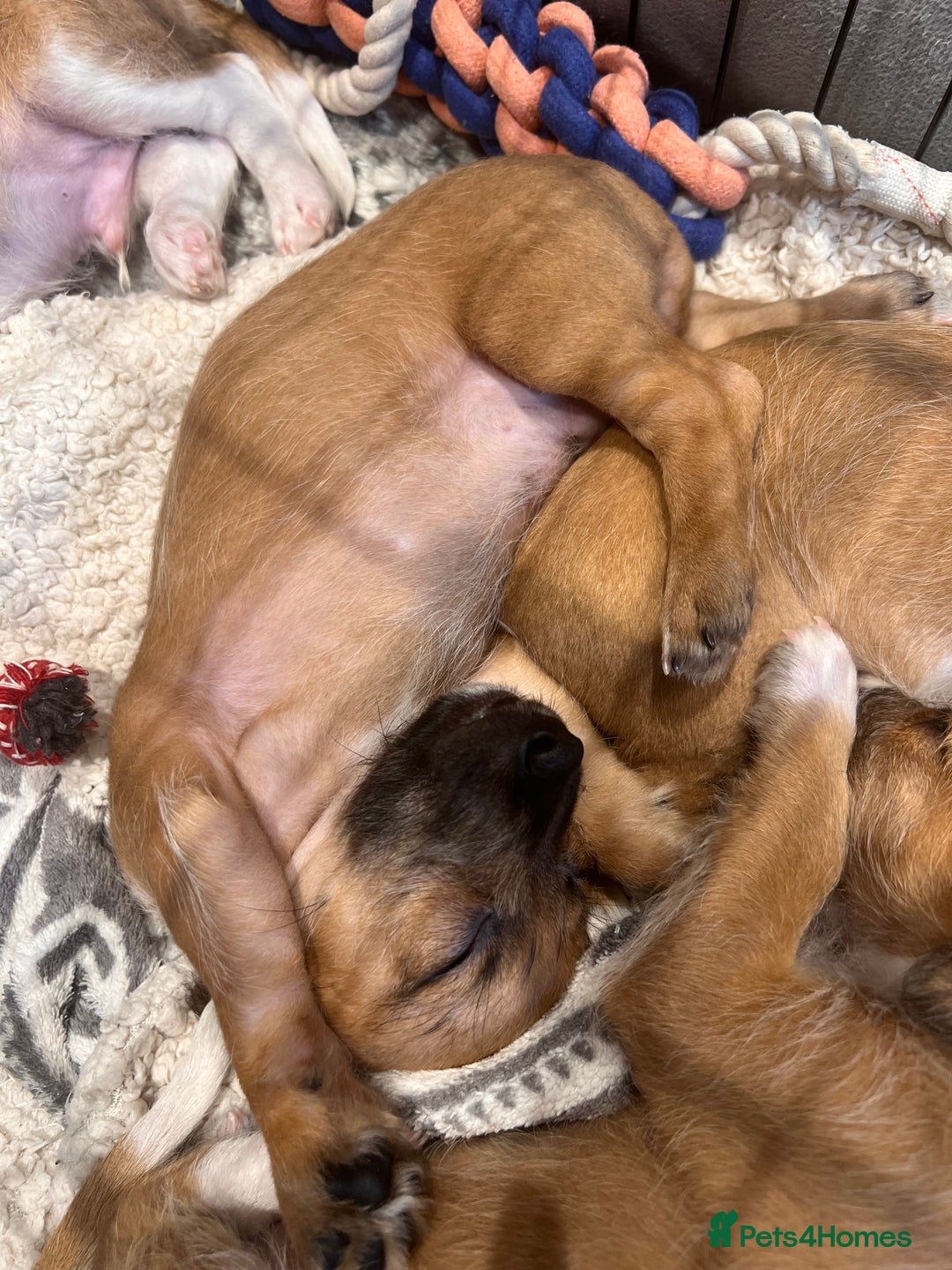 Mixed Breed dogs for sale: Cavapoo x Italian greyhound puppies  - Image 11