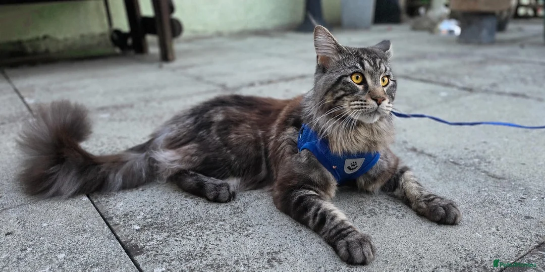 Maine Coon cats for sale: Maine coon kitten - Advert 1
