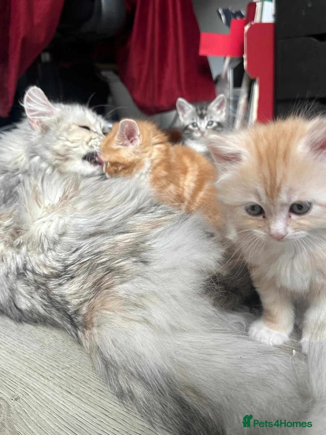 Scottish Fold cats for sale: 5 beautiful and loving Scottish Fold x DSH kittens - Advert 21