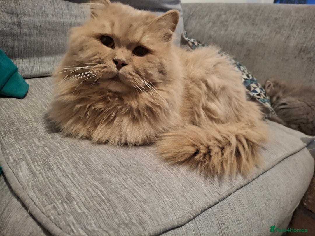 British Longhair cats for sale: 5 x beautiful BLH kittens for sale - Advert 4