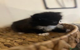 Mixed Breed cats for sale: Fluffy black and white kittens  - Advert 7