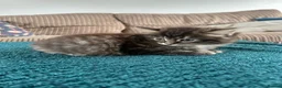 British Longhair cats for sale: 6 toed polydactyl female kitten in Sheffield - Advert 3