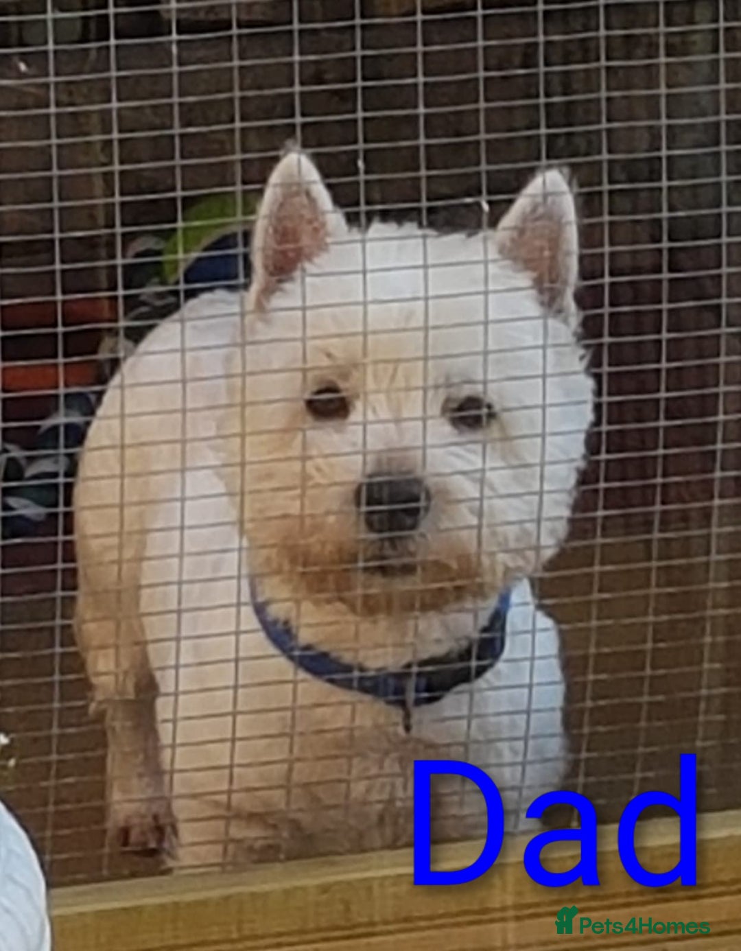 West Highland Terrier dogs for sale: West highland white terrier puppies - Advert 3