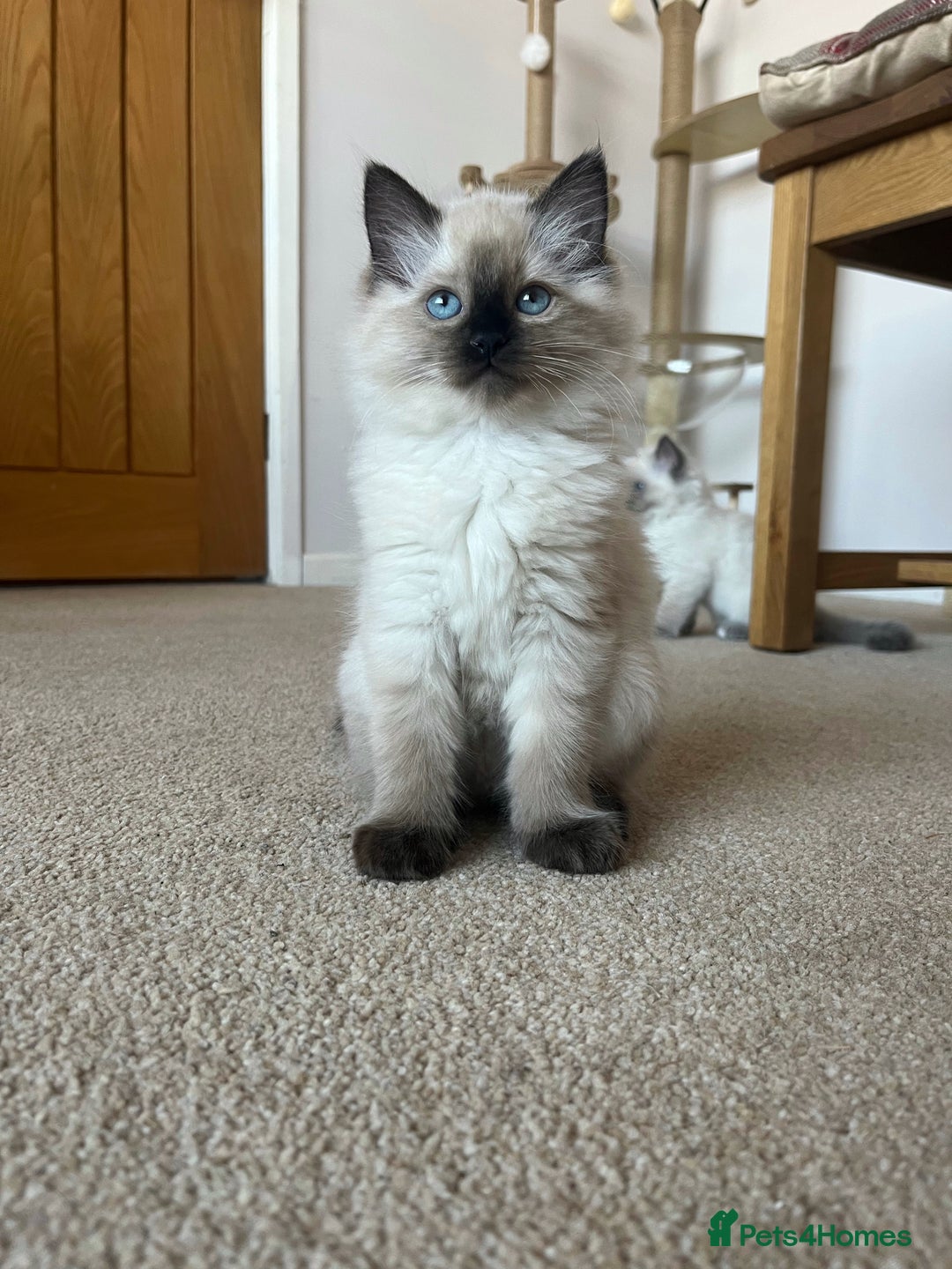 Ragdoll cats for sale: Adorable Blue Point Ragdoll Kittens - Image 15