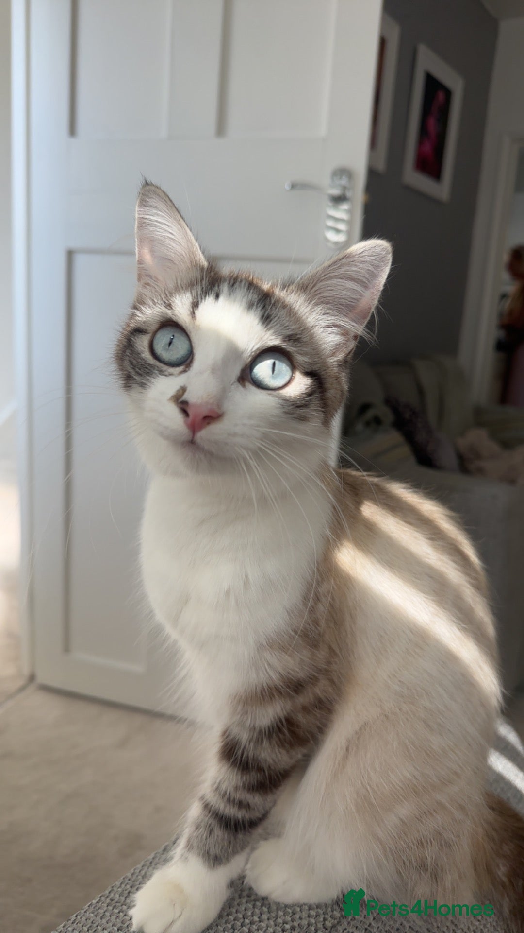 Mixed Breed cats Beautiful kittens looking for their forever homes - Advert 9
