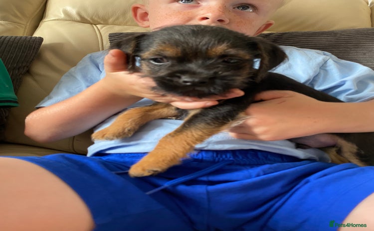Border Terrier dogs - Advert 1