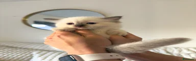 Ragdoll 1