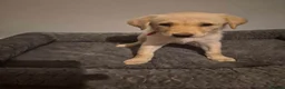 Mixed Breed dogs for sale: puppies - Advert 7