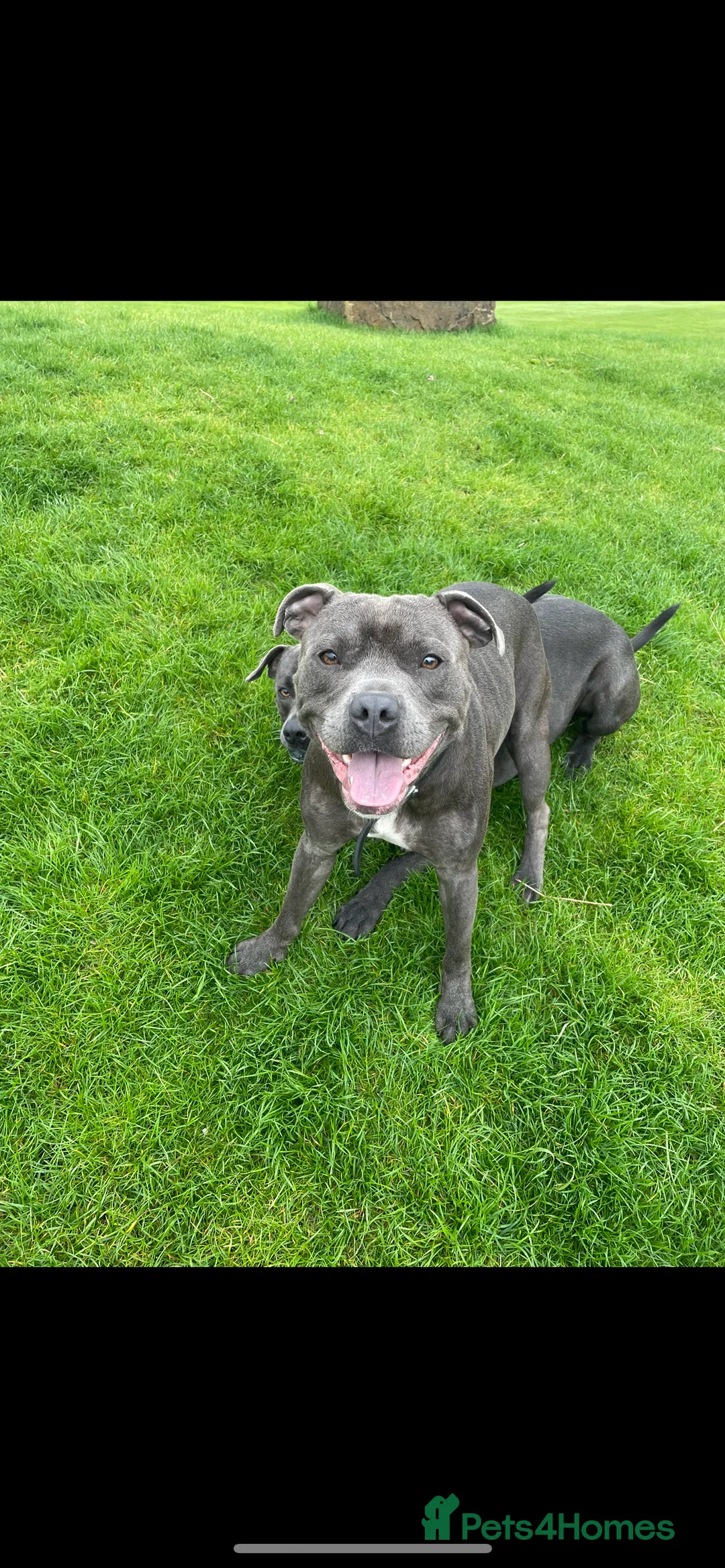 Staffordshire Bull Terrier dogs for stud: KC Registered Staffy Stud available  in Holmfirth - Advert 2