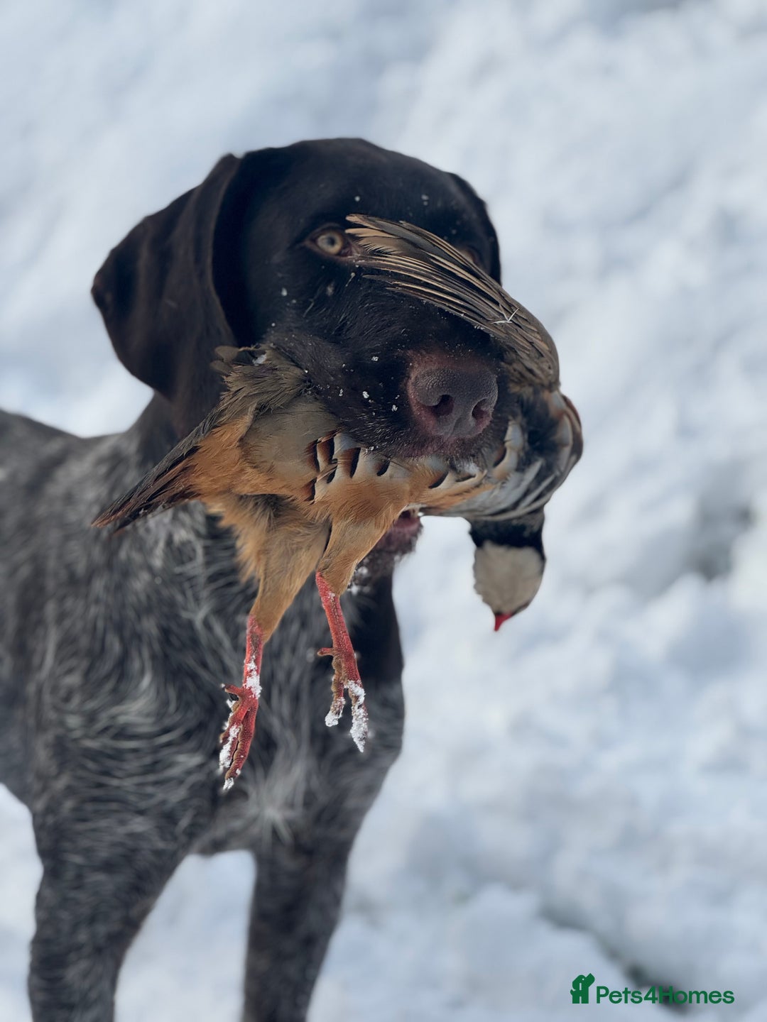 German Wirehaired Pointer dogs for stud: Kc reg, Health tested, Liver ticked GWP at stud - Advert 5