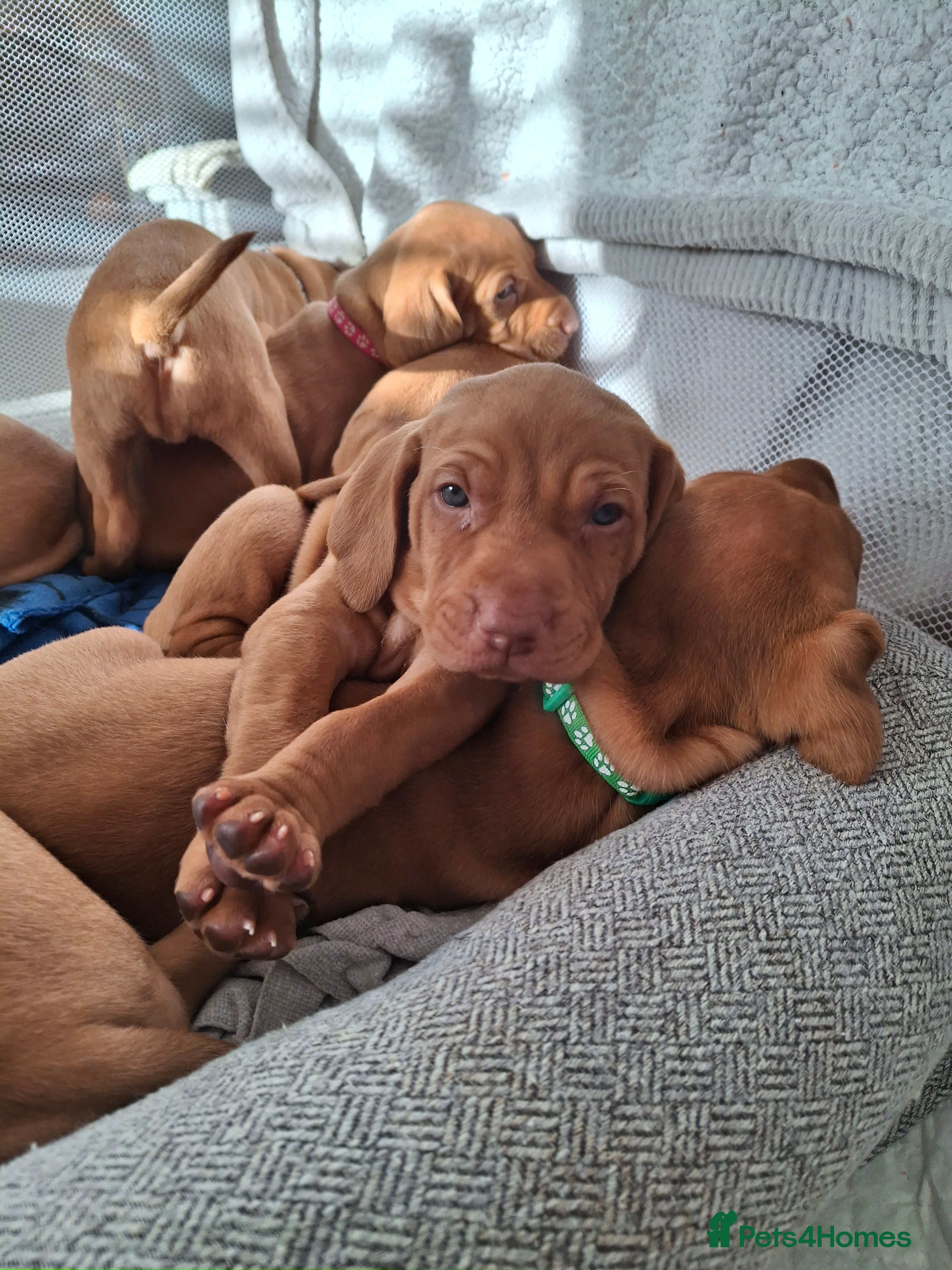Hungarian Vizsla dogs Hungarian vizsla puppies  - Advert 11