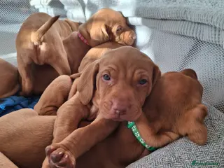 Hungarian Vizsla dogs Hungarian vizsla puppies - Advert 11