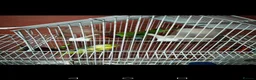 Parakeets birds for sale: MALE PLUMHEAD AND MALE PARROTLET - Advert 4