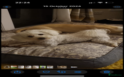 Cockapoo dogs for sale: Most Beautiful Cockerpoo s - Image 17