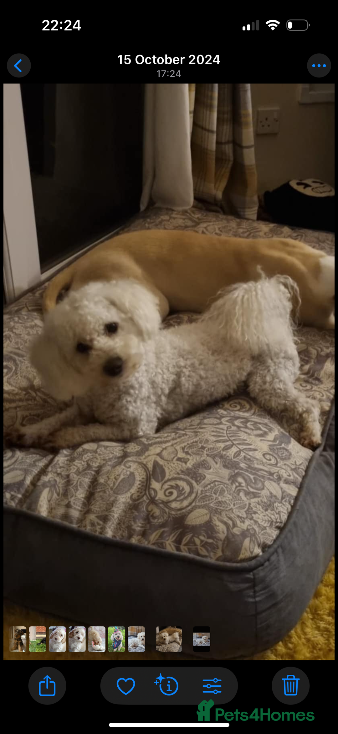 Cockapoo dogs for sale: Most Beautiful Cockerpoo s - Image 17