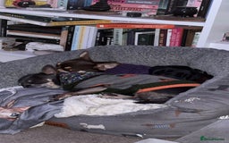 Chihuahua dogs for sale: Beautiful Female Chihuahua Puppies  - Image 2