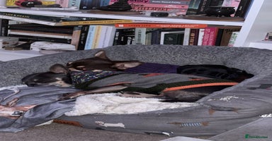 Chihuahua dogs - Advert 2