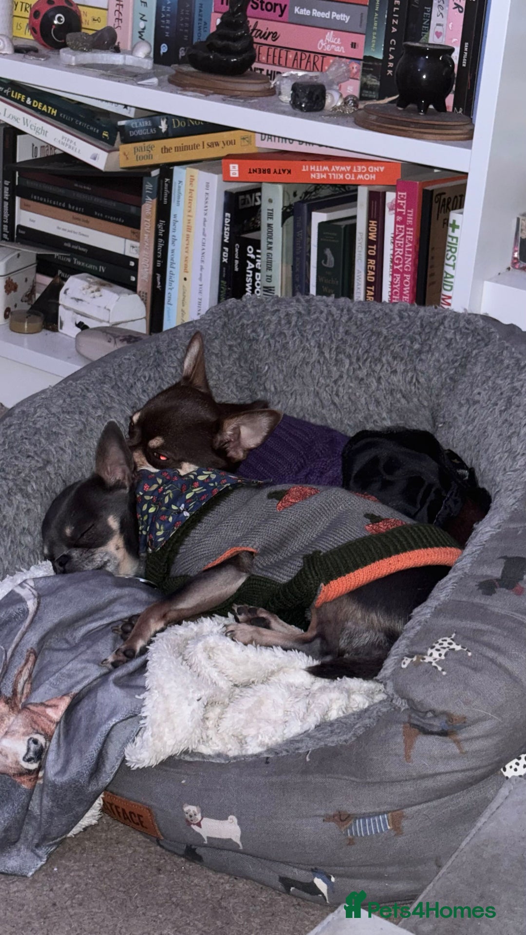 Chihuahua dogs for sale: Beautiful Female Chihuahua Puppies  - Image 2