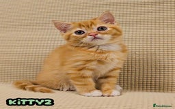 British Shorthair cats for sale: Adorable Kittens Ready For Reservation  - Image 35