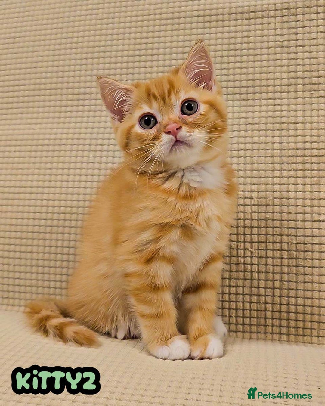 British Shorthair cats for sale: Adorable Kittens Ready For Reservation  - Image 35