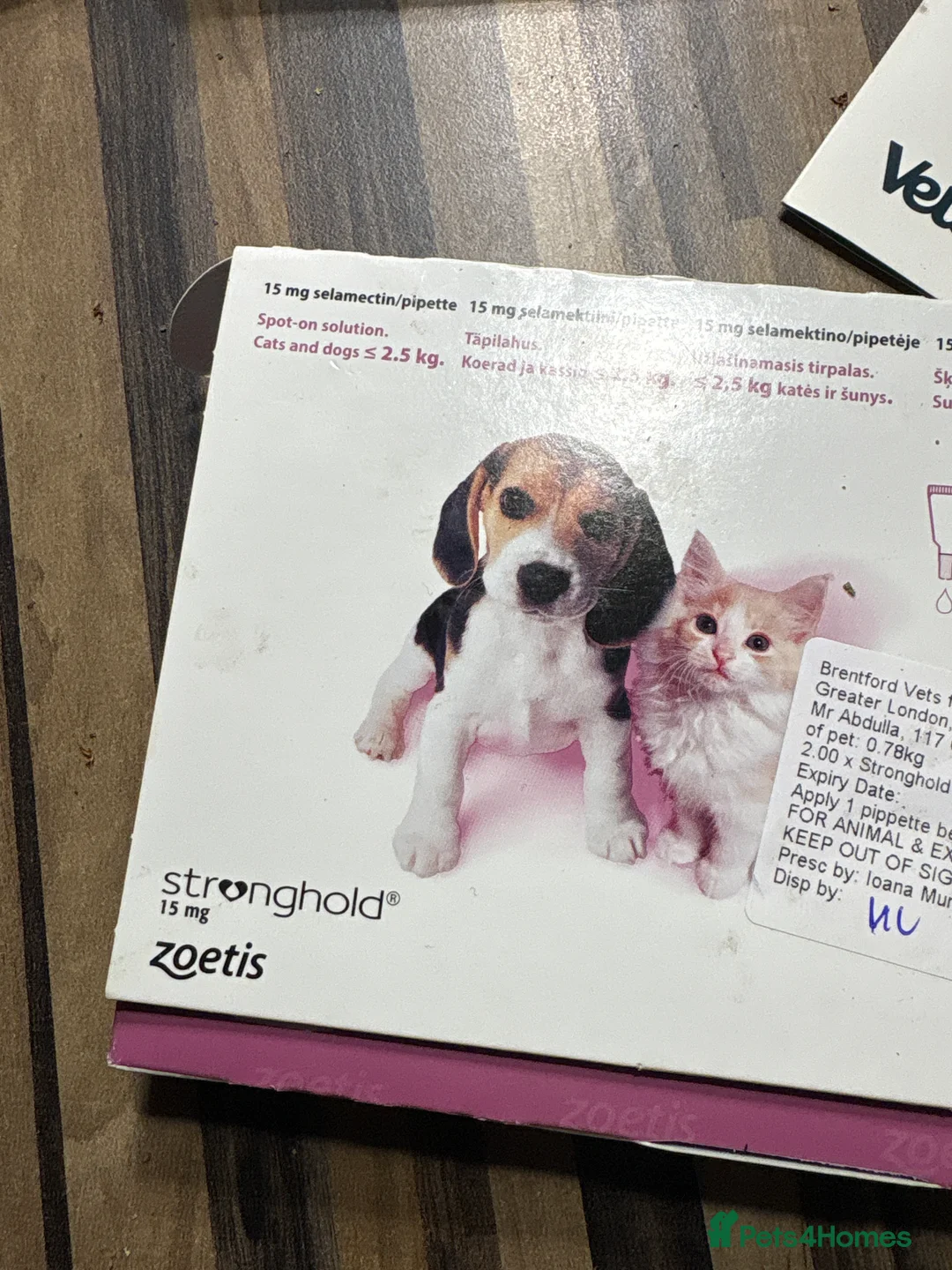 British Shorthair cats for sale: British Shorthair kittens  - Advert 28