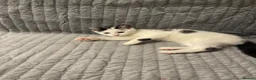 Mixed Breed cats for sale: 3 adorable kitten ready to go  - Advert 5