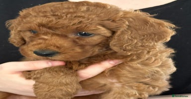Miniature Poodle dogs - Advert 5