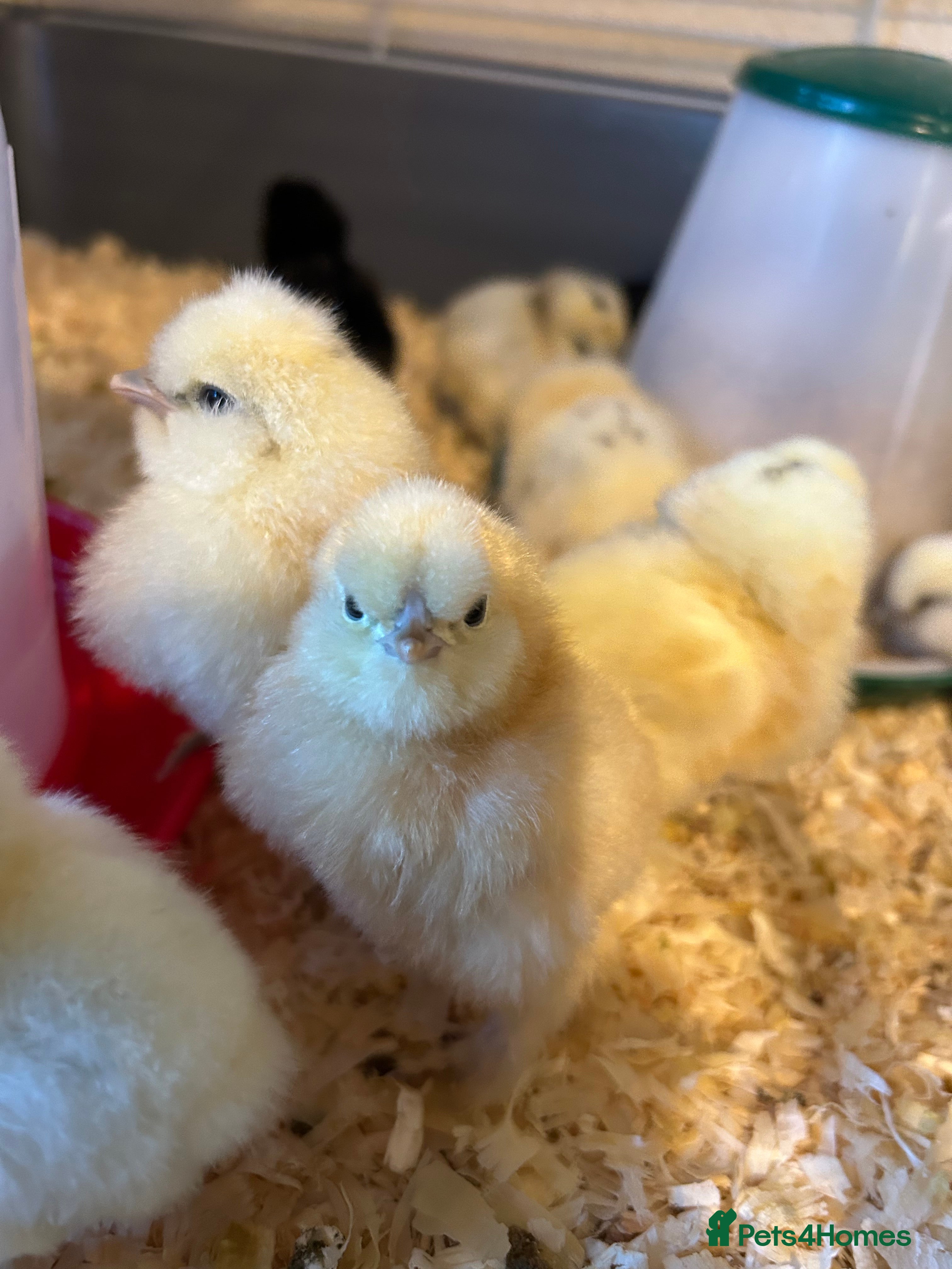 Chickens poultry 5 Day Old Silkie Chicks - Advert 1