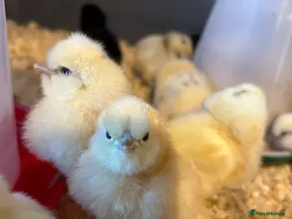 Chickens poultry 5 Day Old Silkie Chicks - Advert 1