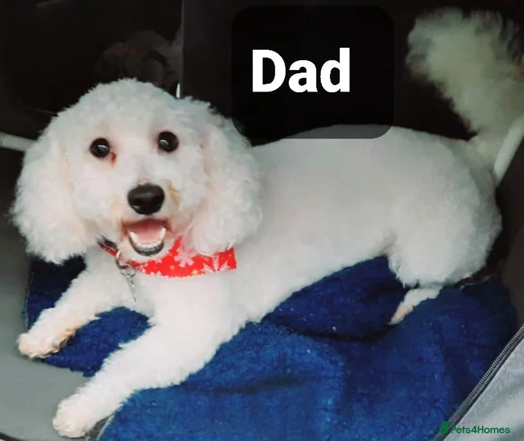 Bichon Frise dogs for sale: Cilla and Alfie have had puppies  - Advert 2