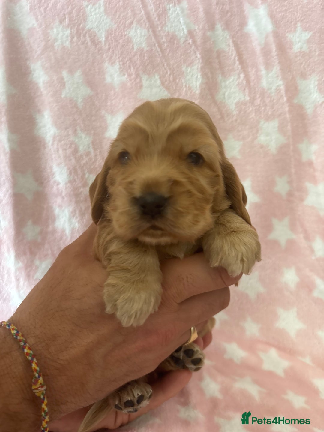 Cocker Spaniel dogs for sale: KC Reg show Type Cocker Spaniels VILLASPANIOL sire - Image 14