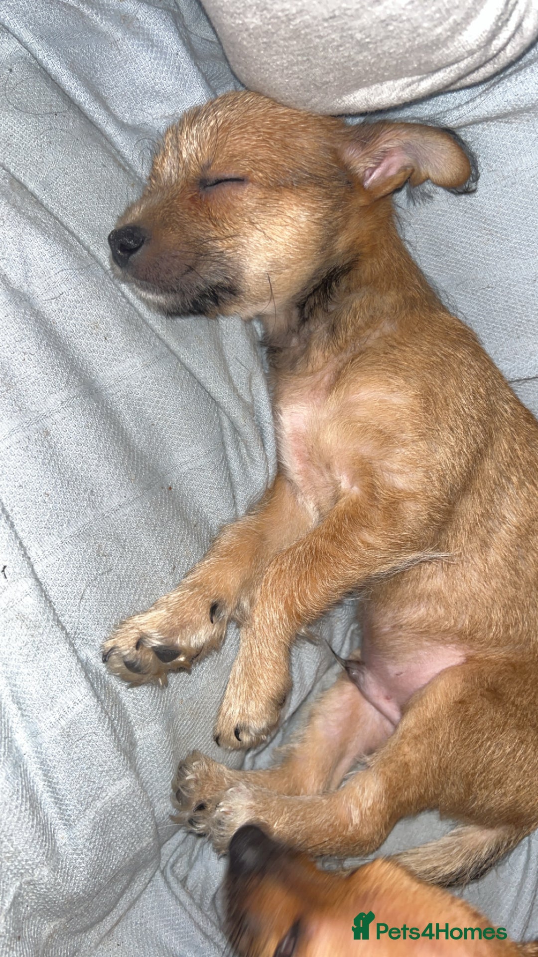 Mixed Breed dogs for sale: Chipin (last boy) - Advert 2