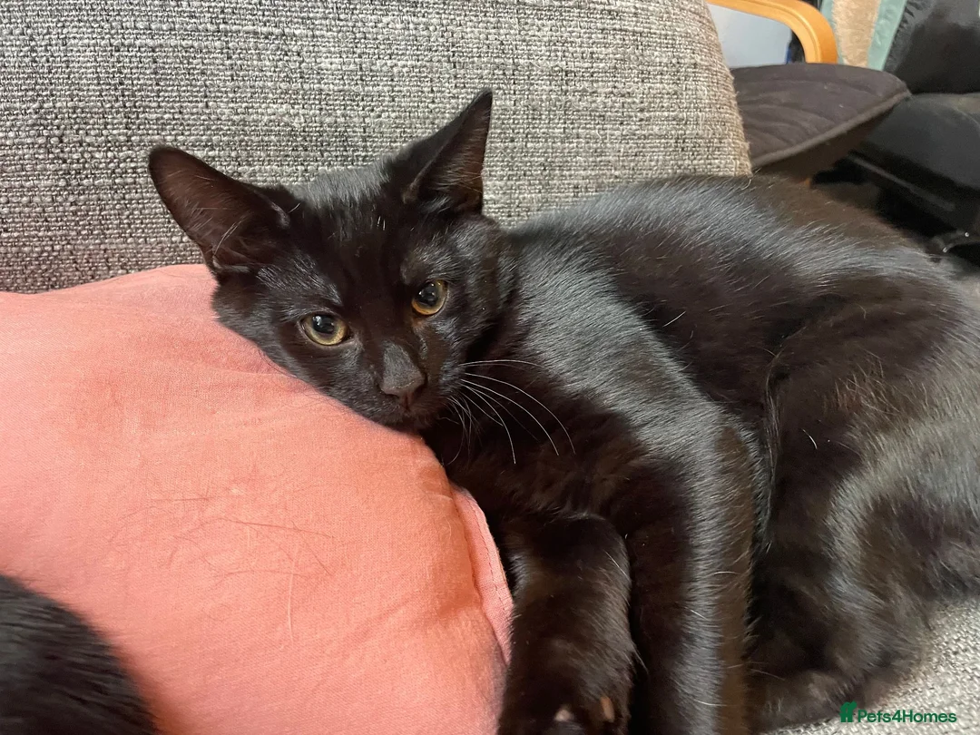 British Shorthair cats for sale: Two male kittens to good home in Leven - Advert 5