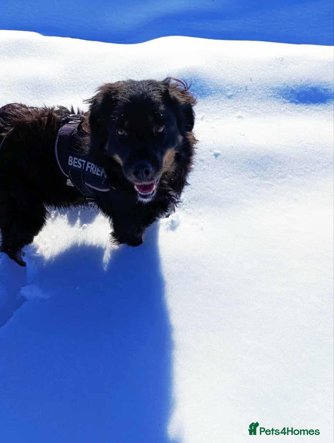 Mixed Breed dogs for adoption: ALEXANDER in Ashford - Advert 19