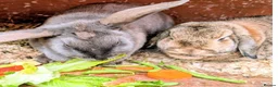 Mixed Breed rabbits for sale: Bonded neutered pair for Sale in Preston - Advert 2