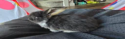 French Lop rabbits for sale: Tri coloured french lop - Advert 5