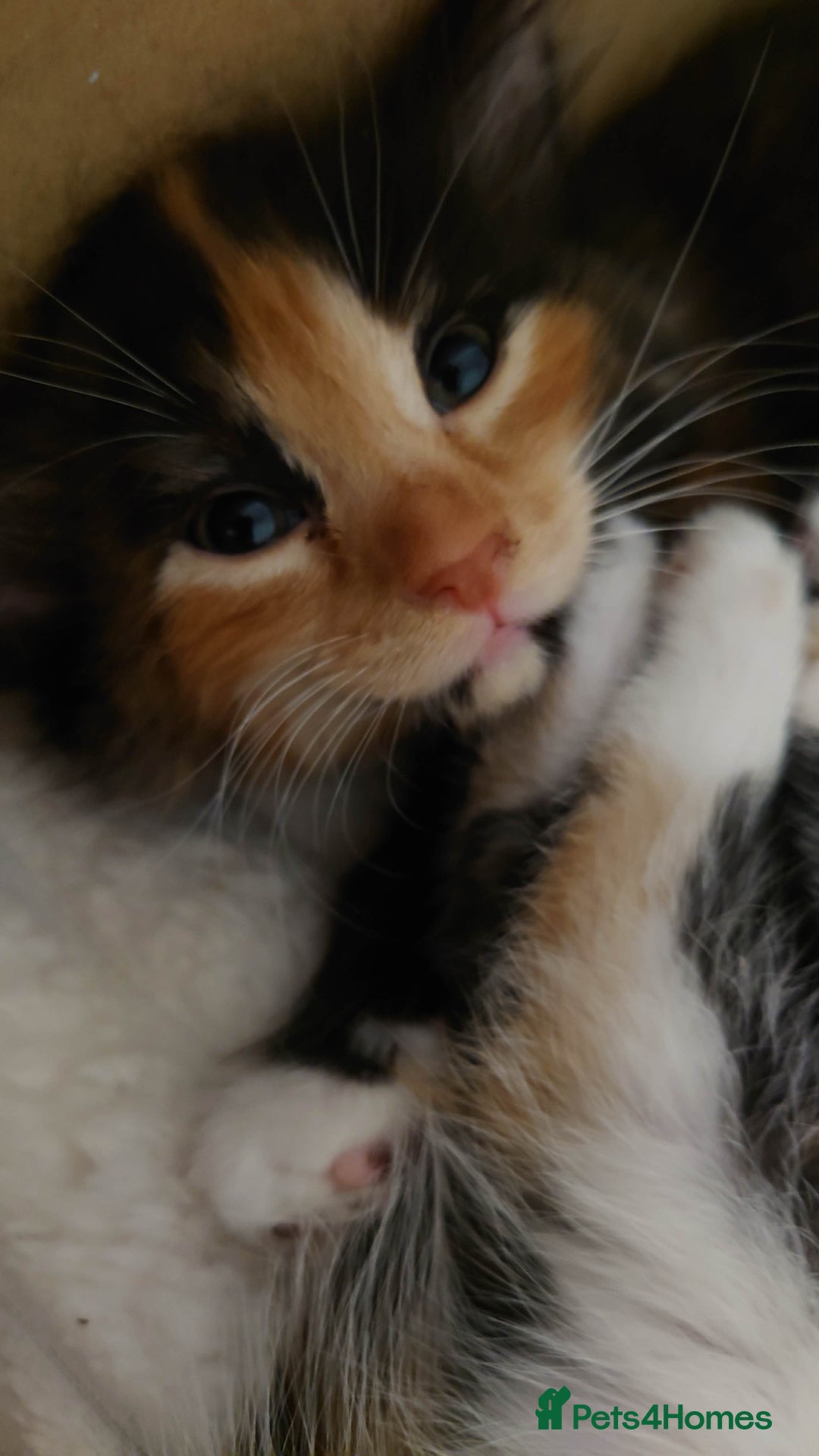 Mixed Breed cats for sale: 6 kittens ready for their new home  - Advert 2