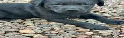 Labrador Retriever dogs for sale: Premium Labrador Puppies – Black and Charcoal - Advert 24