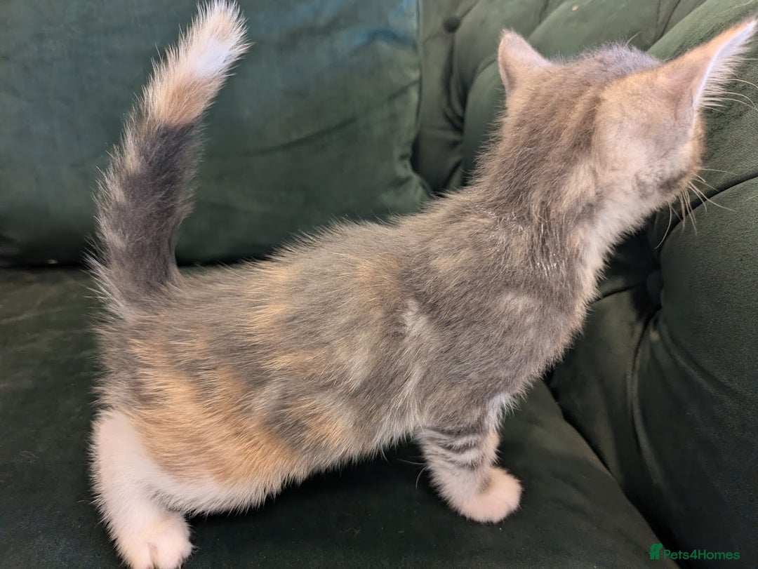 Mixed Breed cats for sale: 🐾 Adorable Kittens Ready for Their New Homes 🐾 - Image 9