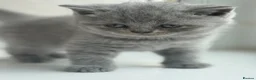 British Shorthair cats for sale: British short hair grey / blue kittens  - Advert 32