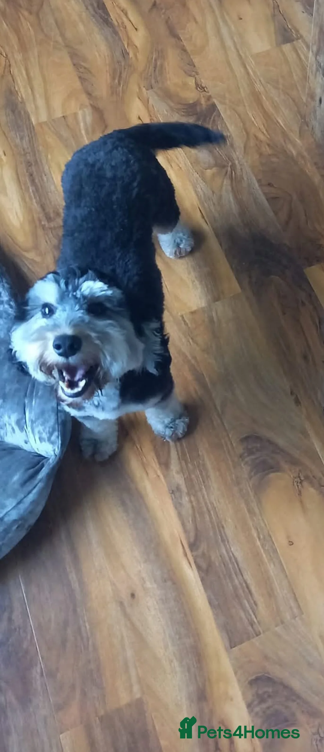 Cockapoo dogs for sale: Last 2 stunning babies left - Advert 6