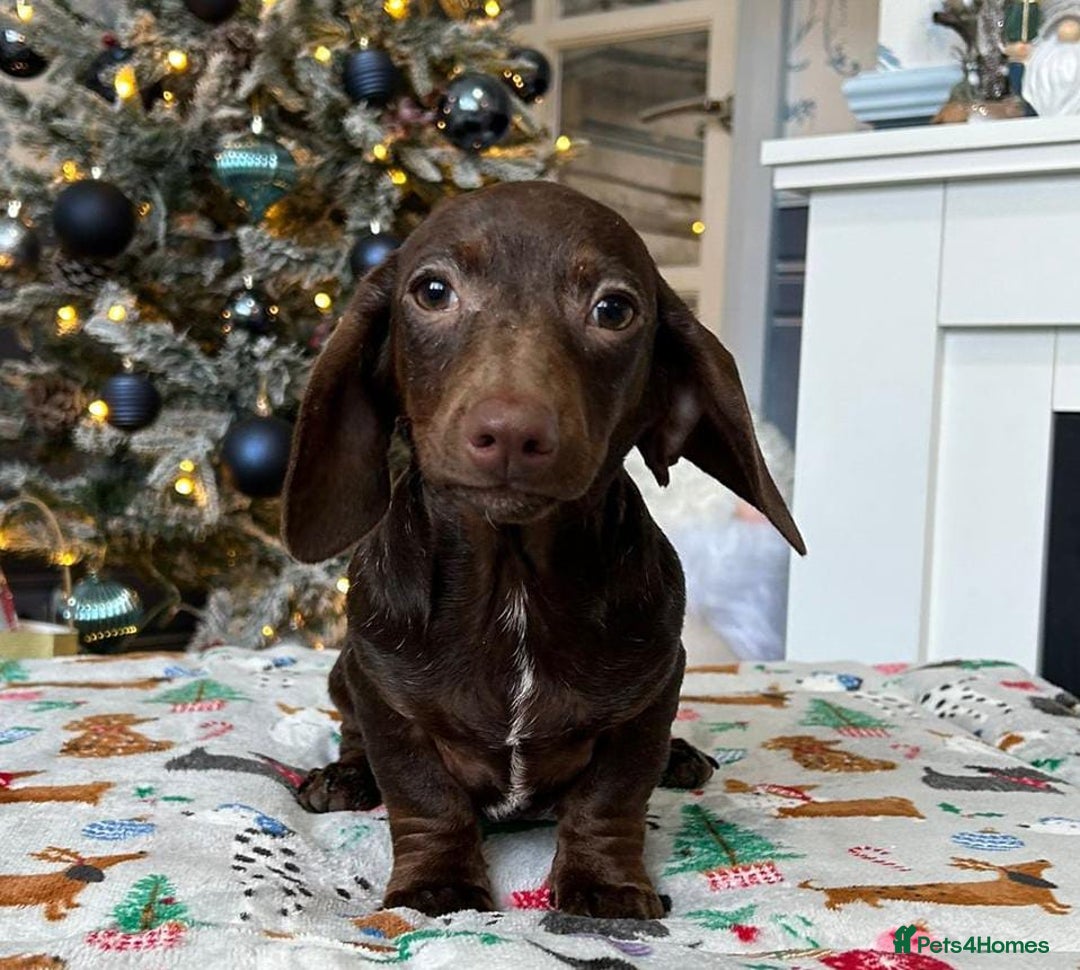 Miniature Dachshund dogs for sale: FULLY VAX LITTER MINIATURE DAXIS PRA CLR KC REG - Advert 13