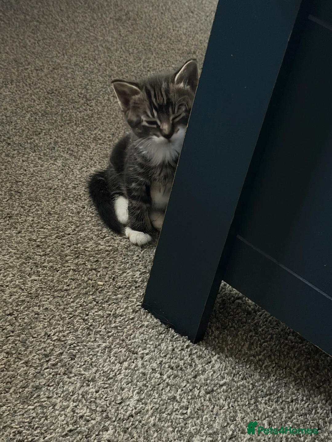 Mixed Breed cats for sale:  🐱 3 ADORABLE MALE KITTENS — Yeovil 🐱 - Advert 2