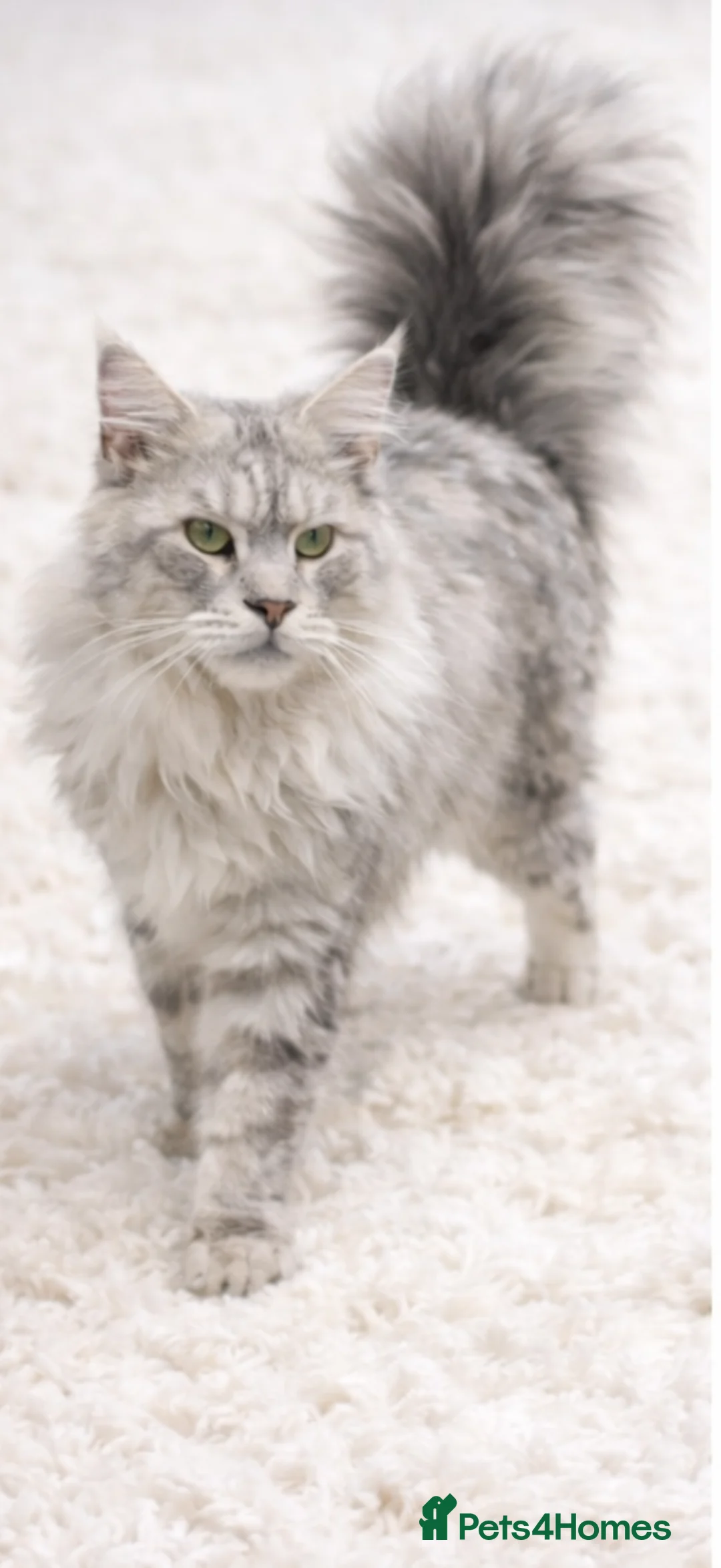 Maine Coon cats for stud: Several stud boys available  - Advert 7