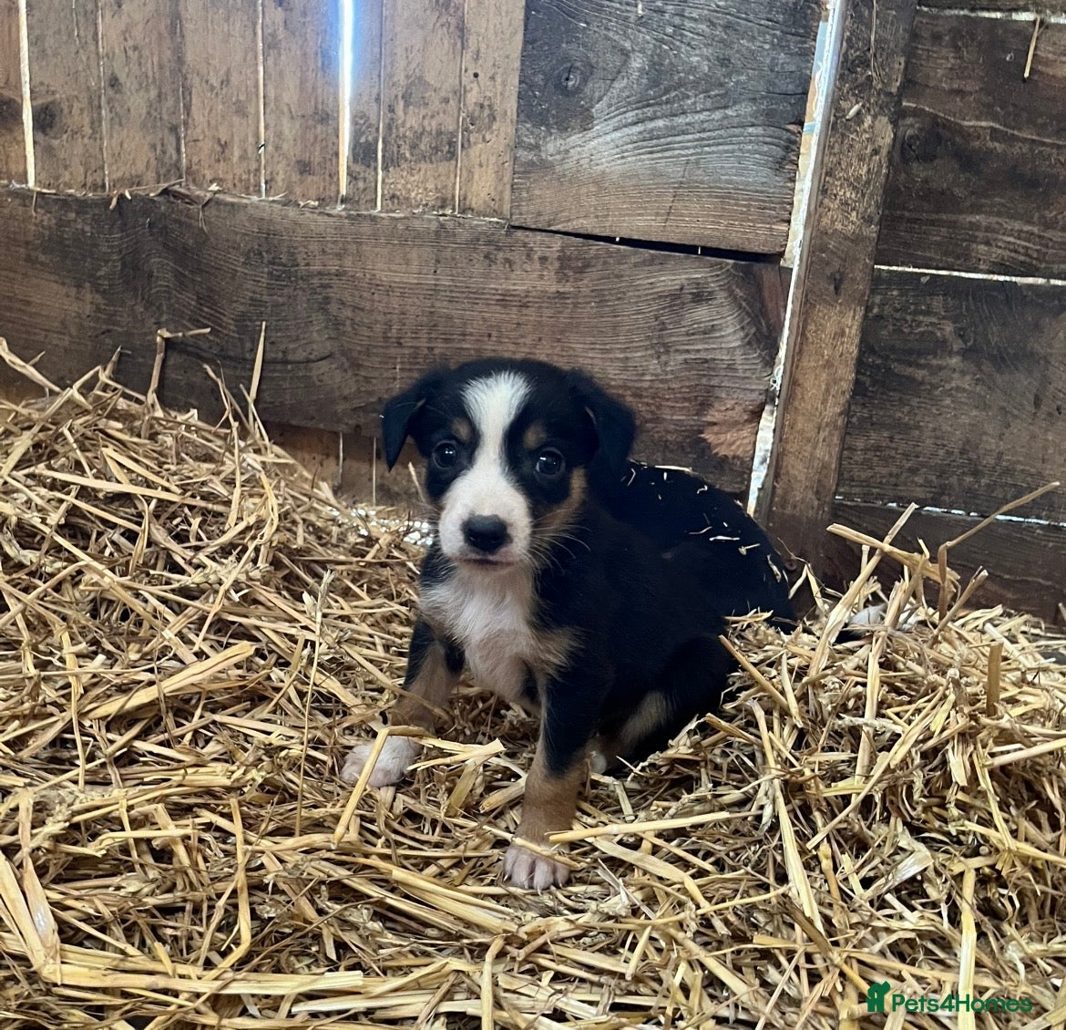 Border Collie dogs Collies for sale  - Advert 2