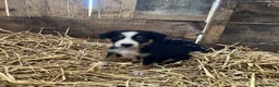 Border Collie dogs for sale: Collies for sale  in Newtown - Advert 2