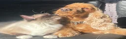 Cocker Spaniel dogs for sale: Adult female cocker dpaniel - Advert 5