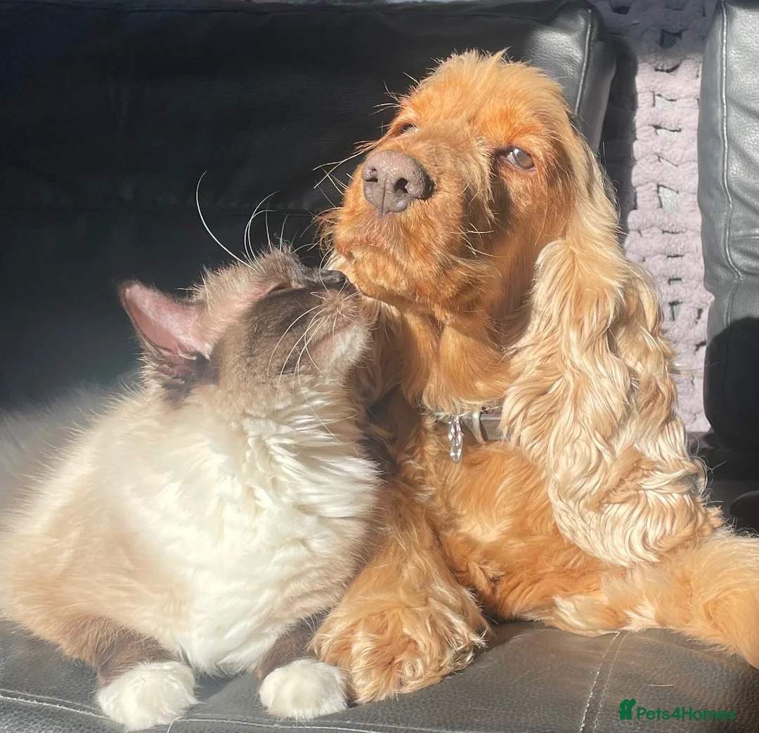Cocker Spaniel dogs for sale: Adult female cocker dpaniel - Advert 5